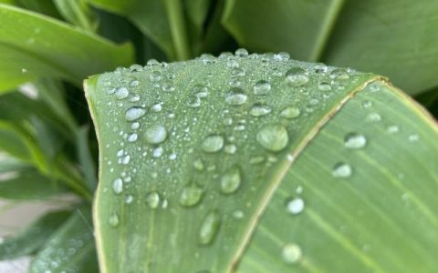 有关雨的诗歌小学（小学描写雨）