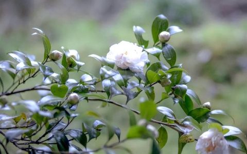 植物作文茶花怎么写三年级，写茶花的作文400字三年级下册