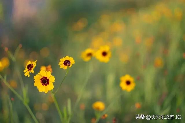 个人贷款申请书怎么写模板，农村贷款申请书怎么写模板